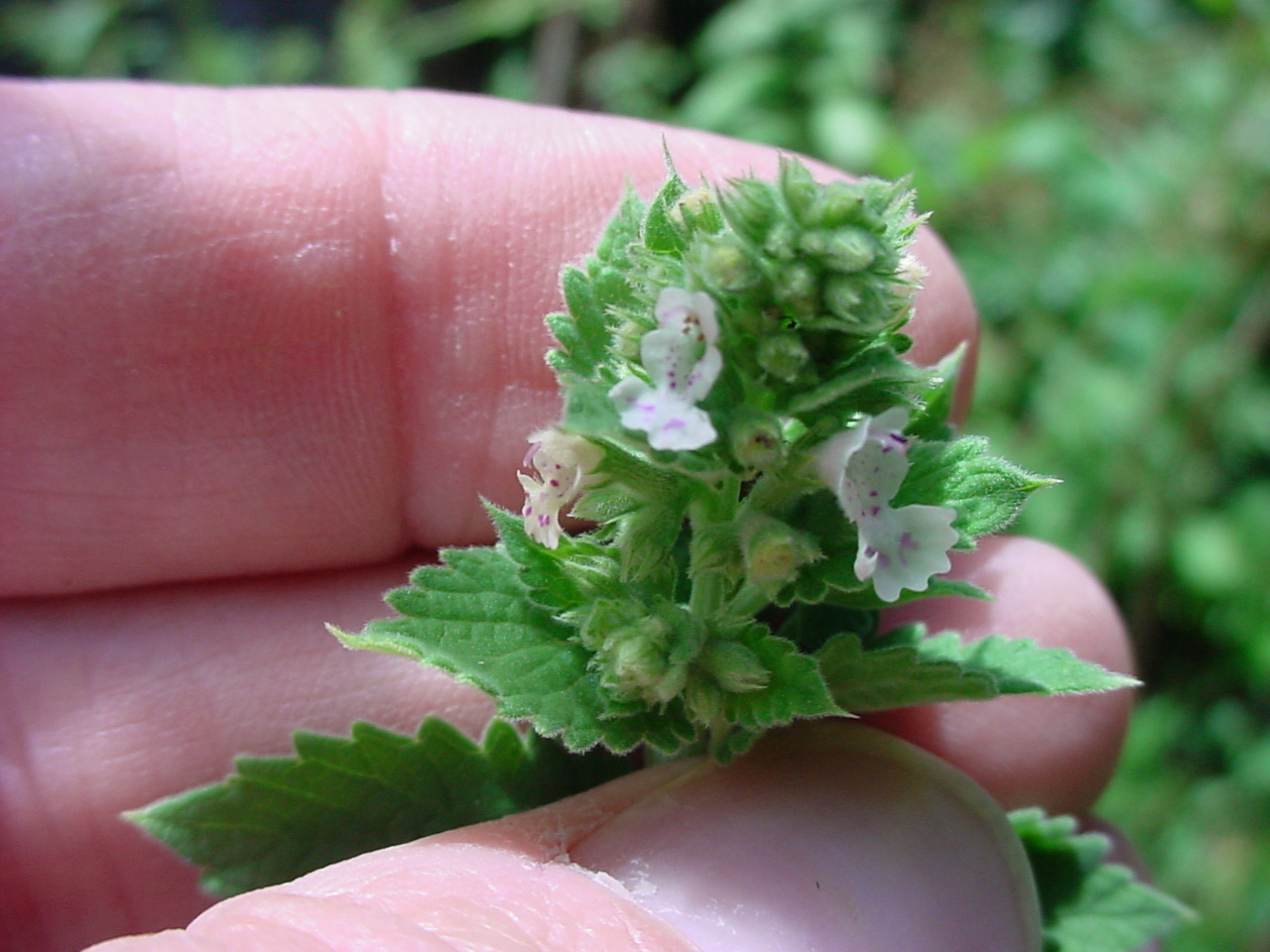 common horehound , گندنای کوهی